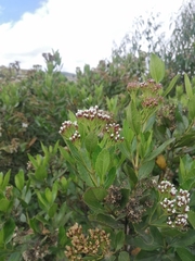 Ageratina pseudochilca