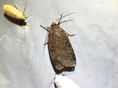 Sineugraphe bipartita