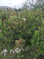 Ageratina pseudochilca