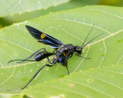 Pristaulacus fasciatus