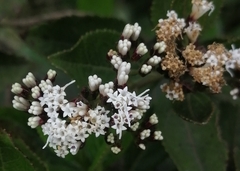 Ageratina pseudochilca