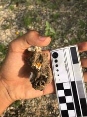 Orthogeomys grandis