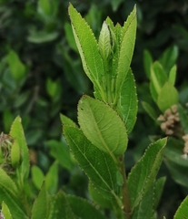 Ageratina pseudochilca