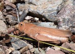 Tomonotus ferruginosus