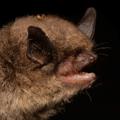 Myotis lavali