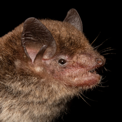 Eptesicus furinalis