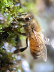 Apis mellifera