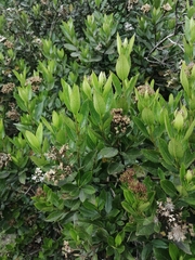 Ageratina pseudochilca