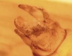 Onocosmoecus unicolor