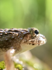 Fejervarya kawamurai