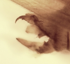 Onocosmoecus unicolor