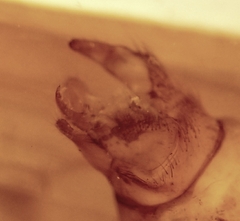 Onocosmoecus unicolor