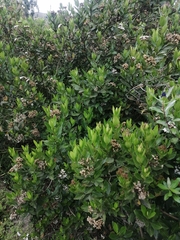 Ageratina pseudochilca