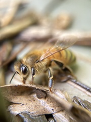 Apis mellifera