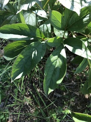 Paeonia lactiflora