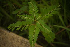 Phyllanthus leucanthus