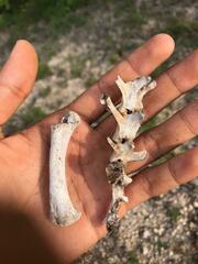 Orthogeomys grandis