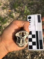 Orthogeomys grandis