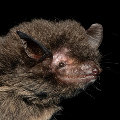 Myotis nigricans