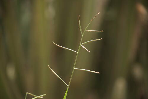 Urochloa distachyos