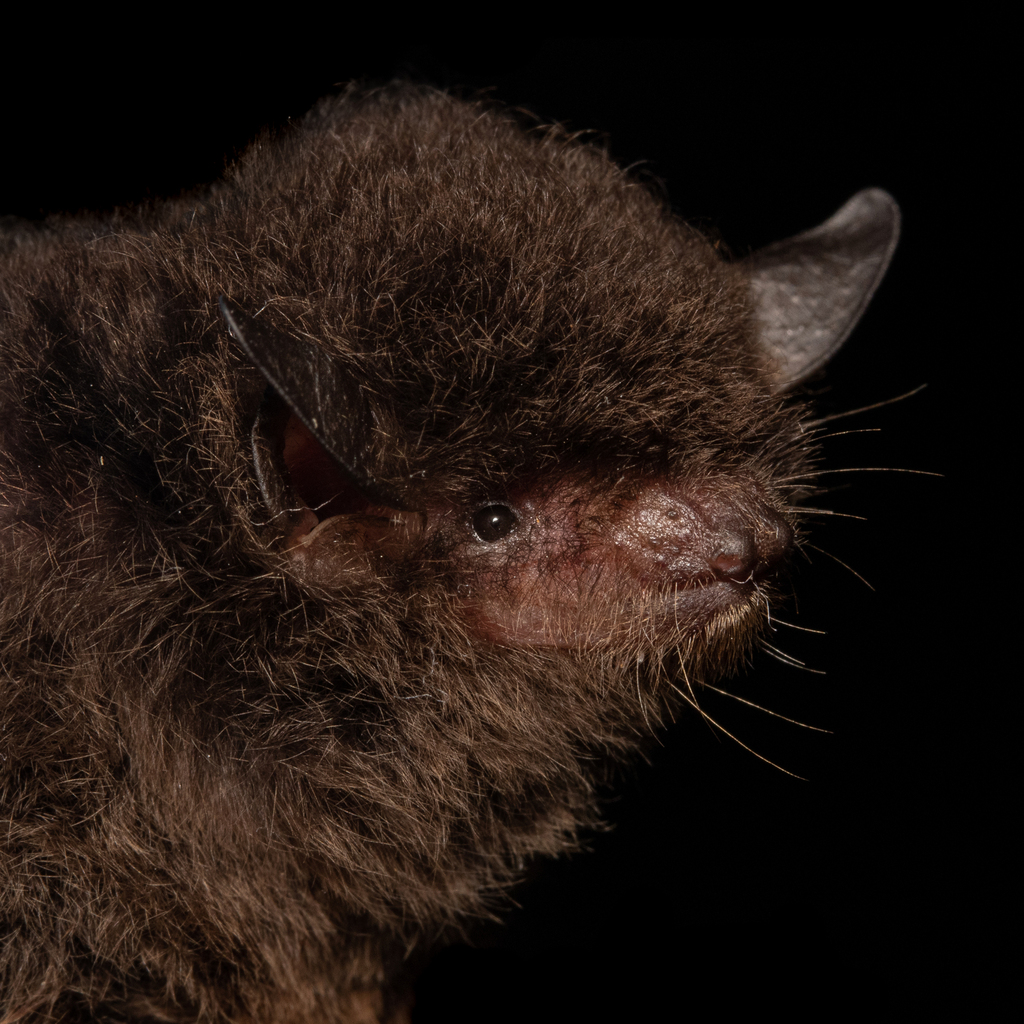 Izecksohn's Myotis
