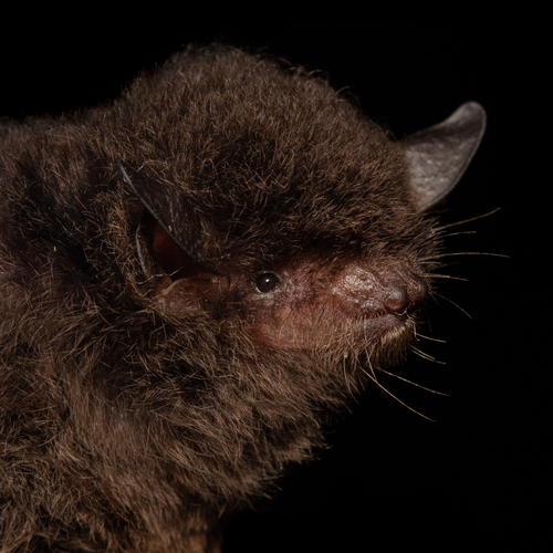 Izecksohn's Myotis (Myotis izecksohni) — Data Deficient Mammalia