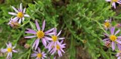 Erigeron breweri