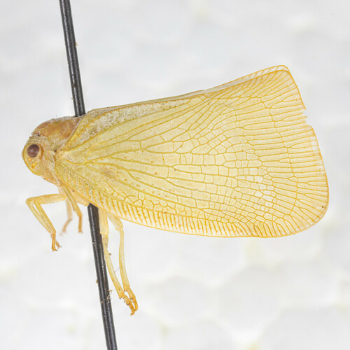 Monoflata pallescens