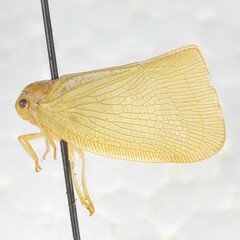 Monoflata pallescens