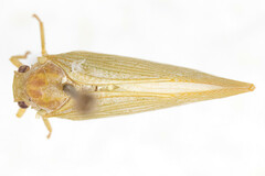Monoflata pallescens