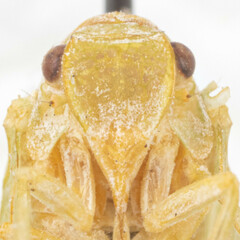 Monoflata pallescens
