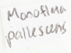 Monoflata pallescens