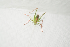 Leptophyes punctatissima