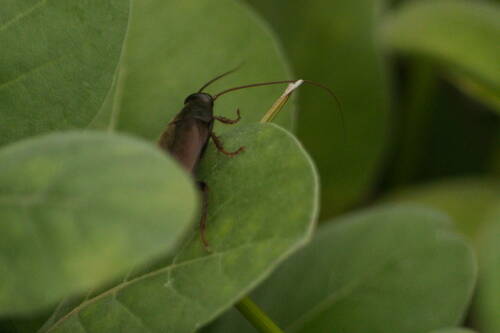 Pacific Beetle Cockroach photo 5