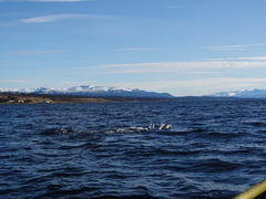 Cephalorhynchus eutropia