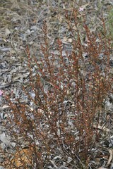 Boronia hapalophylla