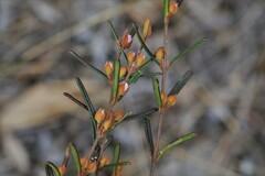 Boronia hapalophylla