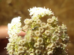 Perideridia kelloggii