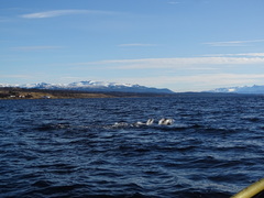 Cephalorhynchus eutropia