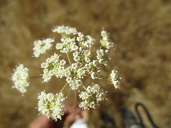 Perideridia kelloggii