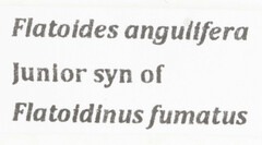 Flatoidinus fumatus