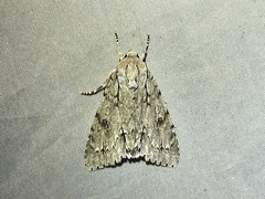 Acronicta major