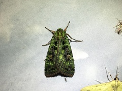 Anaplectoides virens