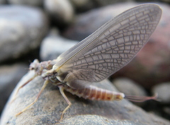 Ephemerellidae