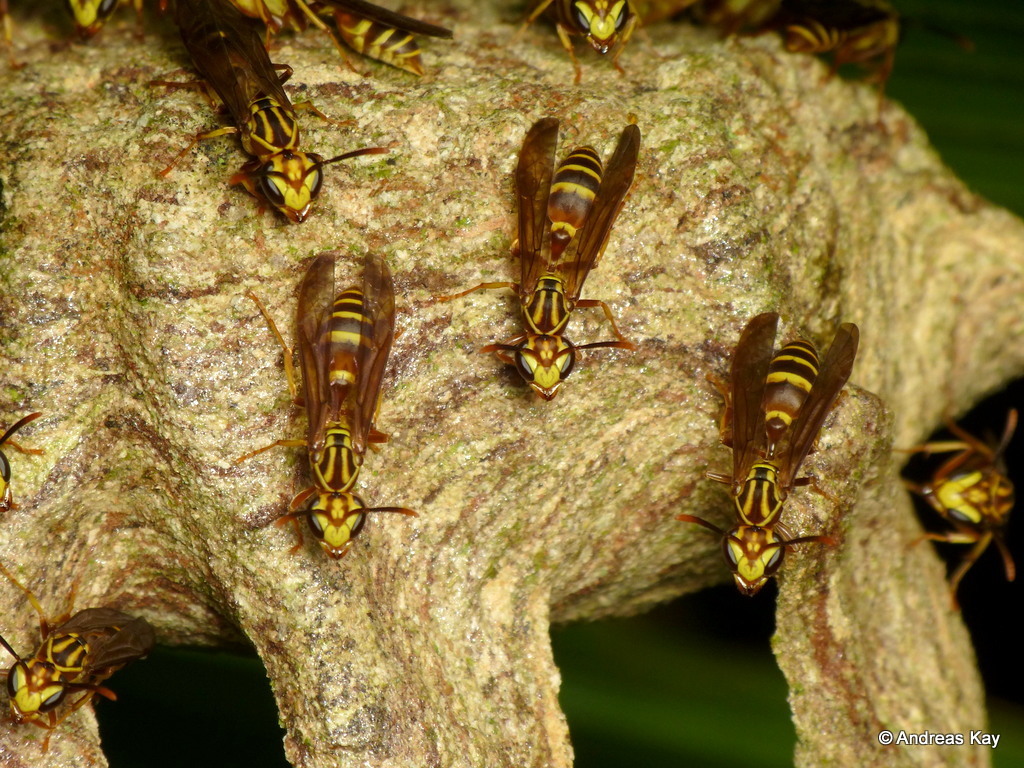 Polybia bistriata