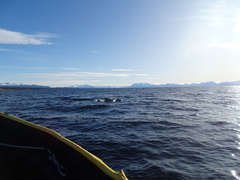 Cephalorhynchus eutropia