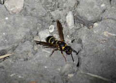 Parancistrocerus fulvipes