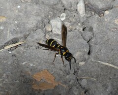 Parancistrocerus fulvipes