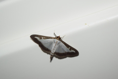 Cydalima perspectalis