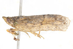 Pseudoflatoides tortrix